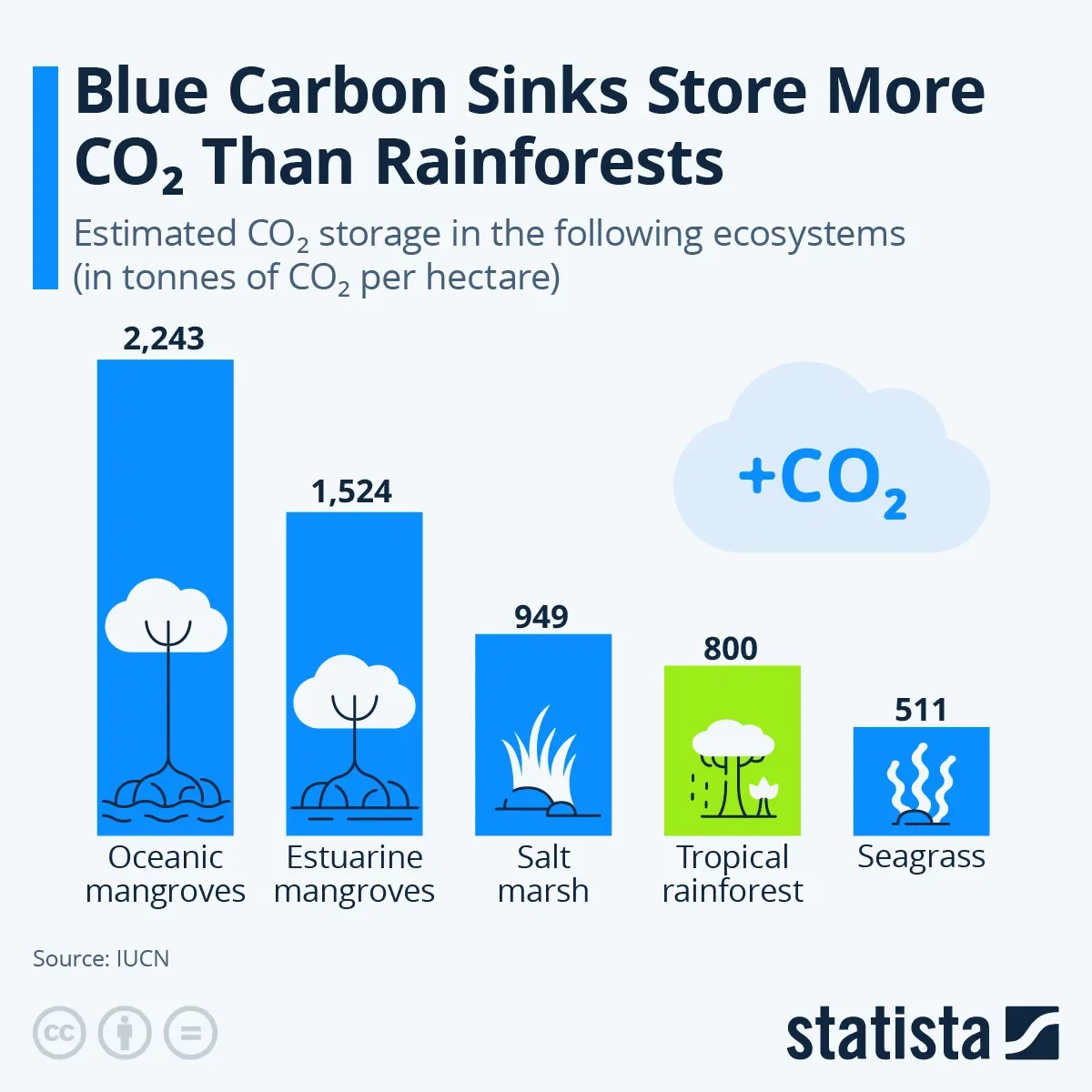 Blue Carbon Sinks Store More CO2 Than Rainforests