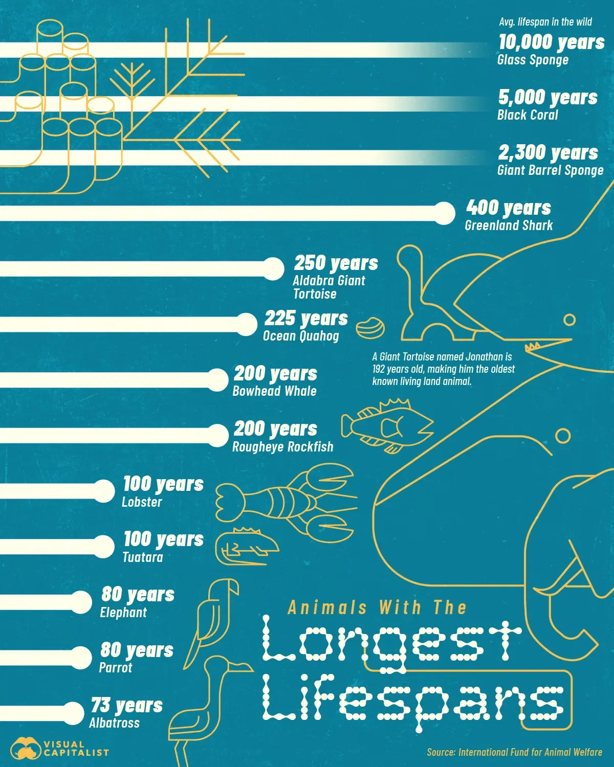 Which Animals Live the Longest?