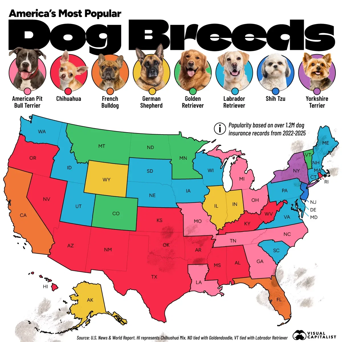 Mapped: America’s Favorite Dog Breed, By State