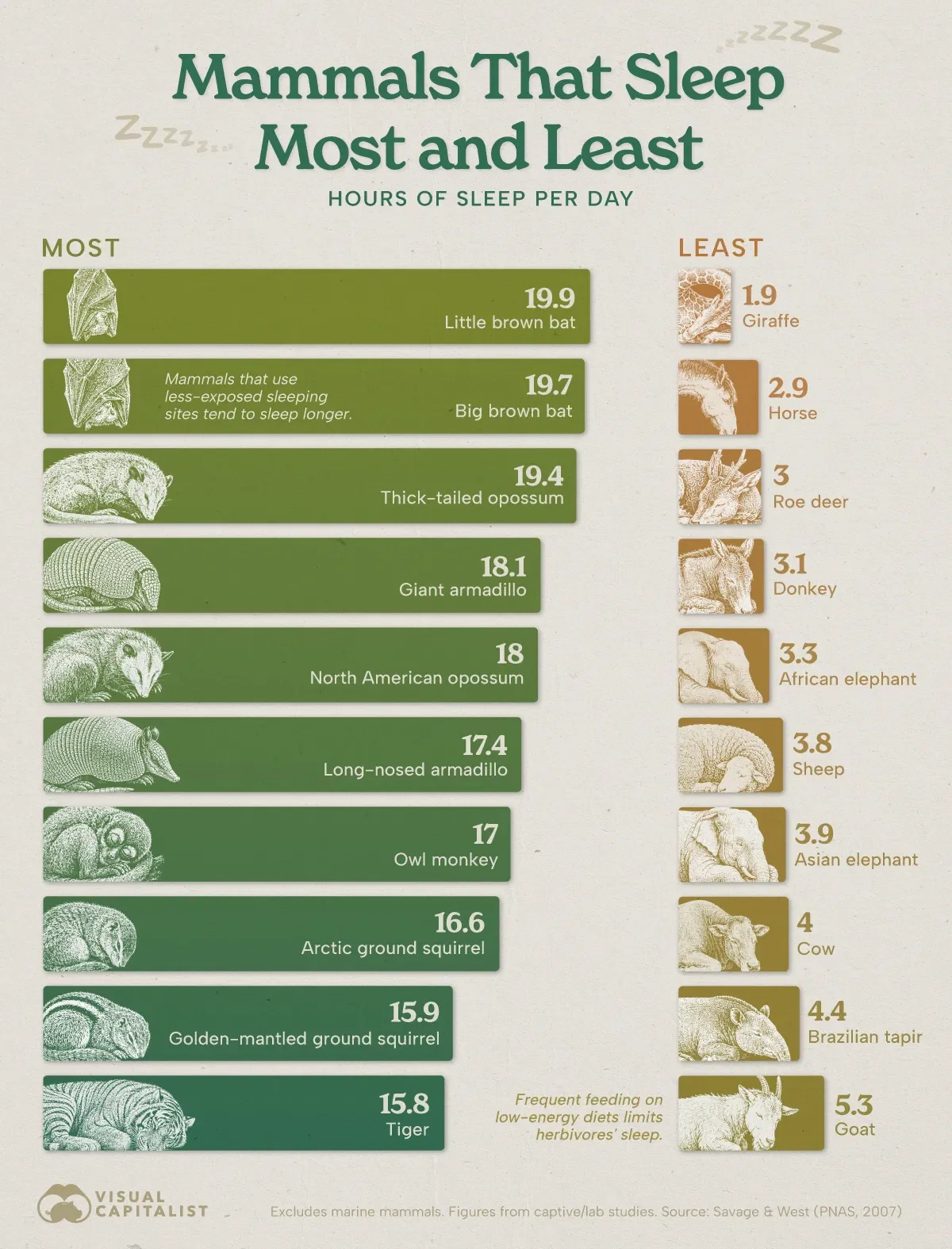 The Mammals That Sleep Most and Least