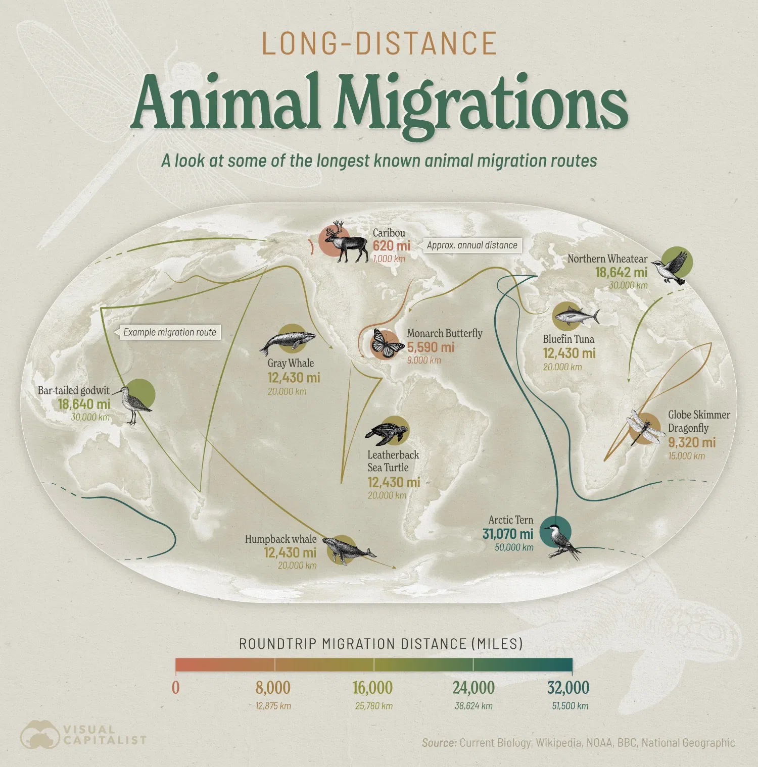 Mapped: The World’s Longest Animal Migrations