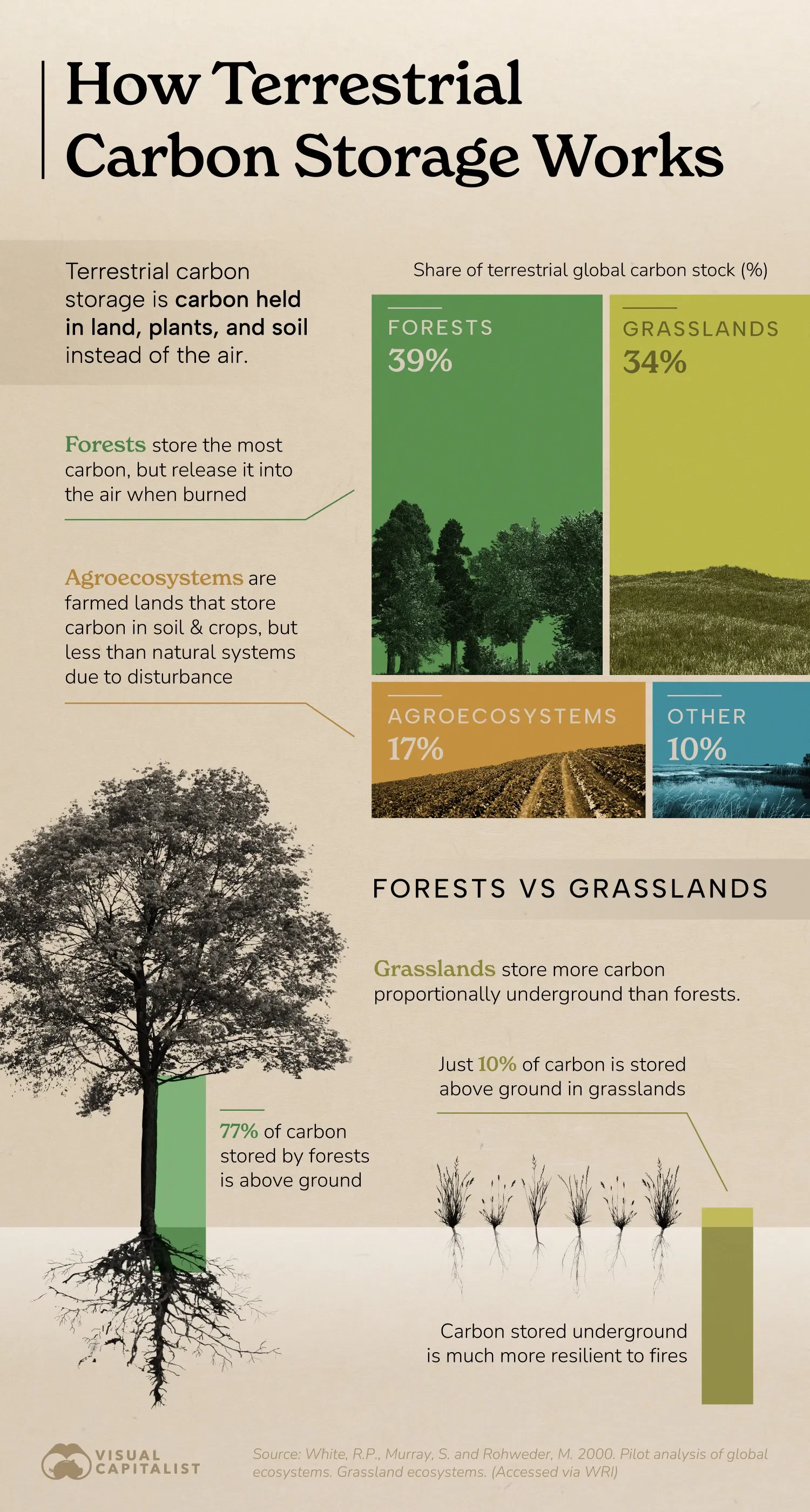 Explainer: Terrestrial Carbon Storage