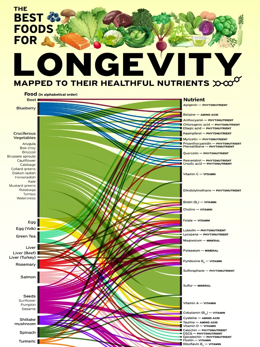 The Best Foods for Longevity