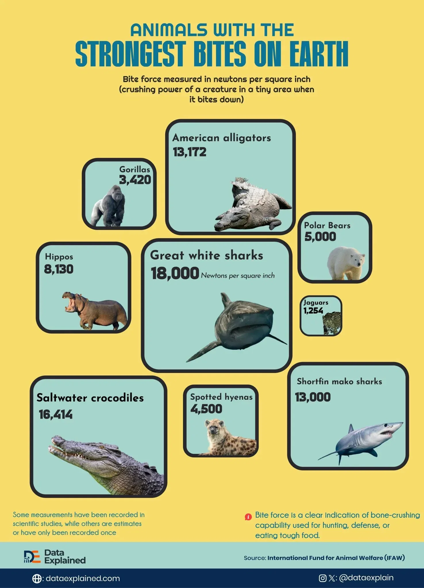 Which Animal on Earth Has the Strongest Bite?