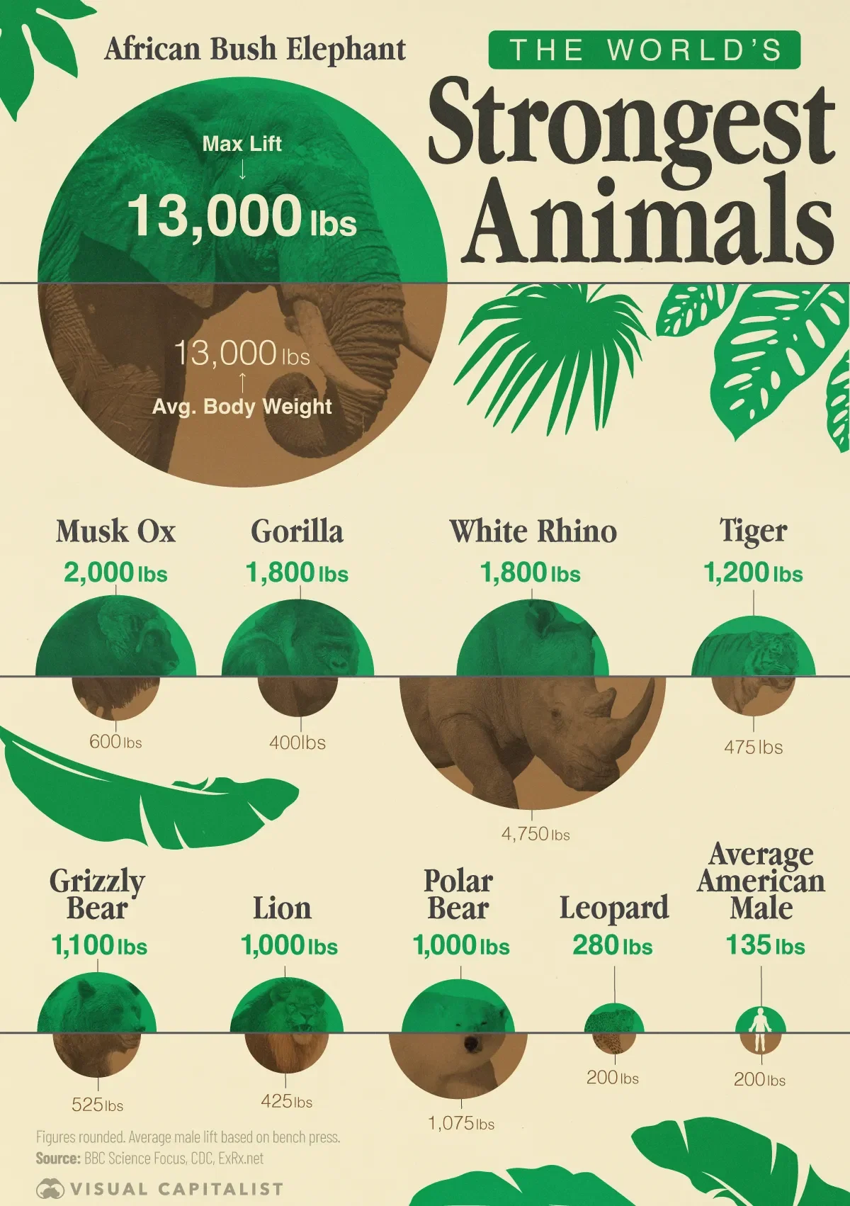The World’s Strongest Animals 🦍