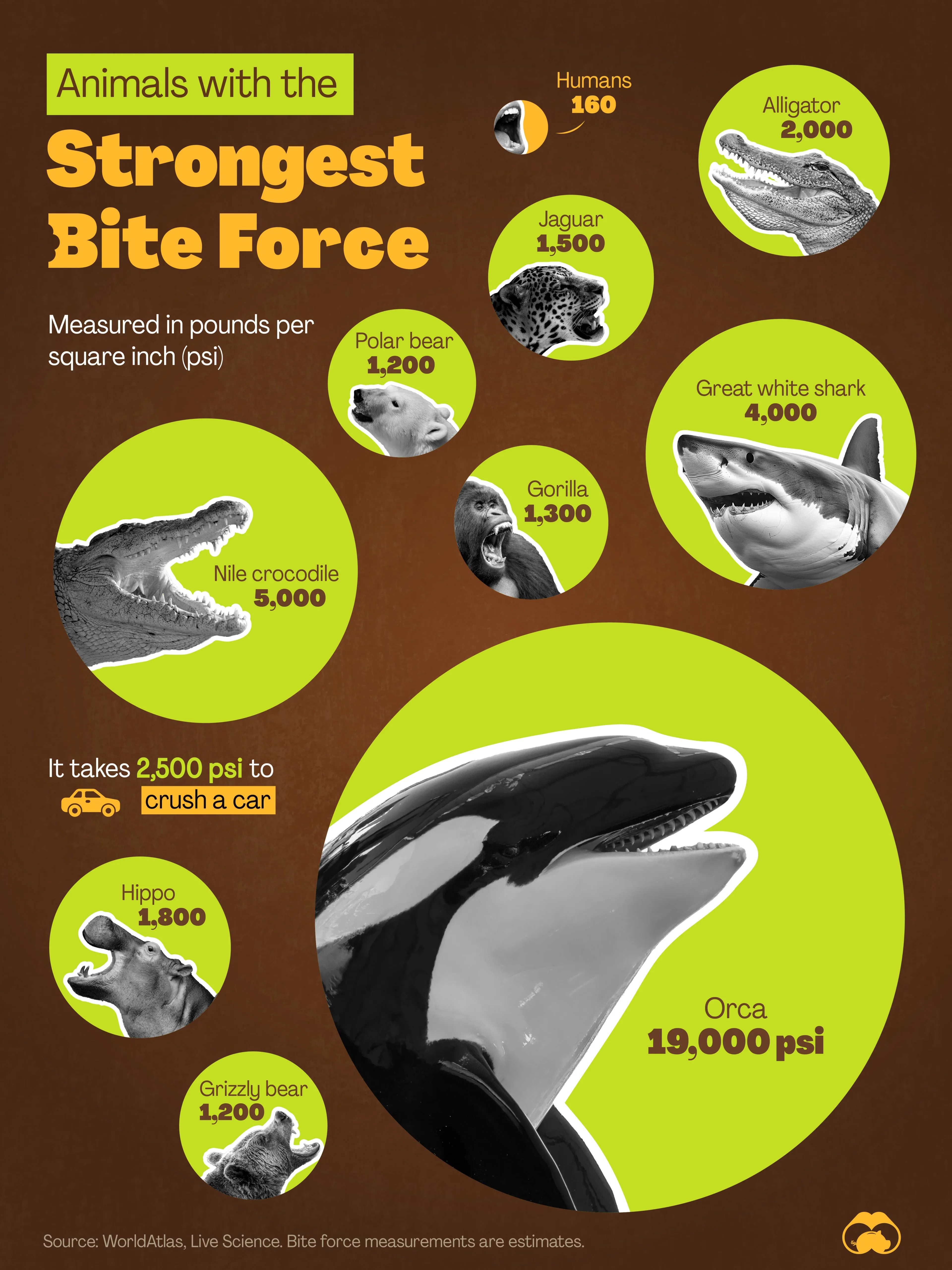 Orcas Have the Strongest Bite in the Animal Kingdom