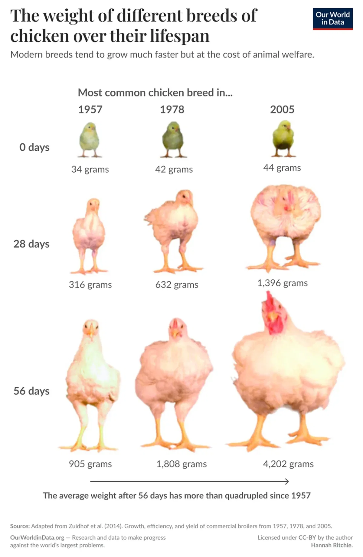 The Weight of Chicken Over Time